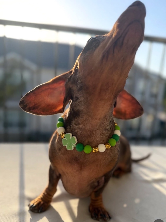 Paws & Relax Pet Boutique gallery 1