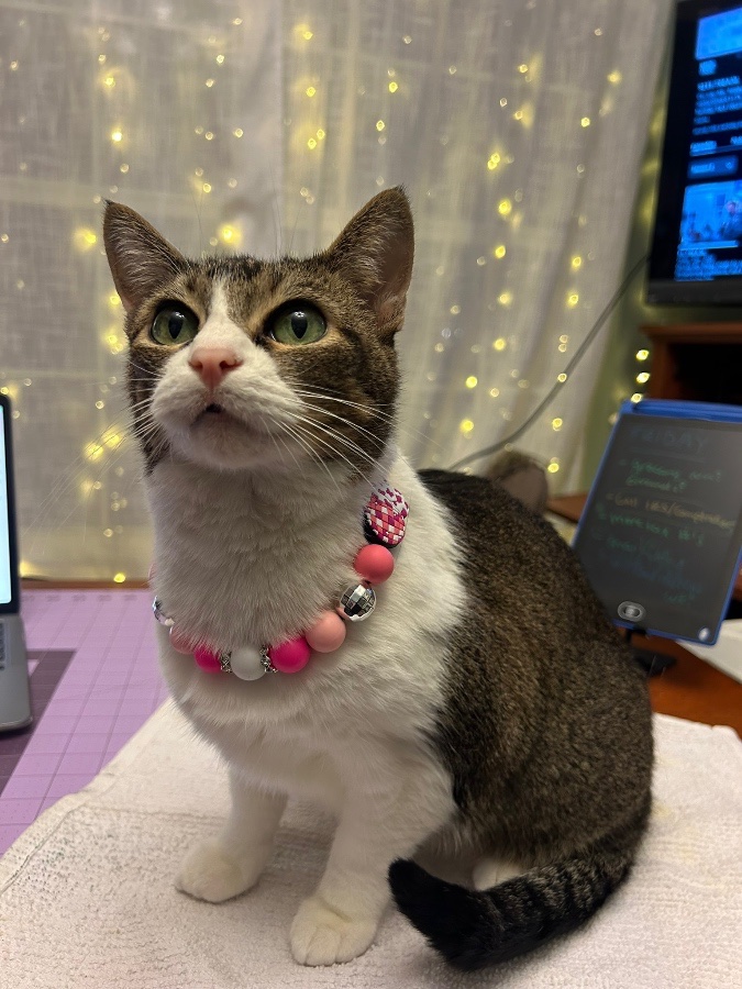 Paws & Relax Pet Boutique gallery 2