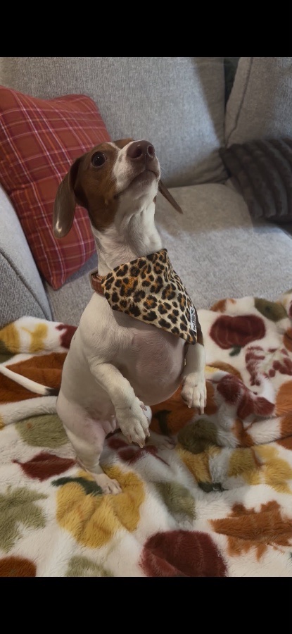 Paws & Relax Pet Boutique gallery 3