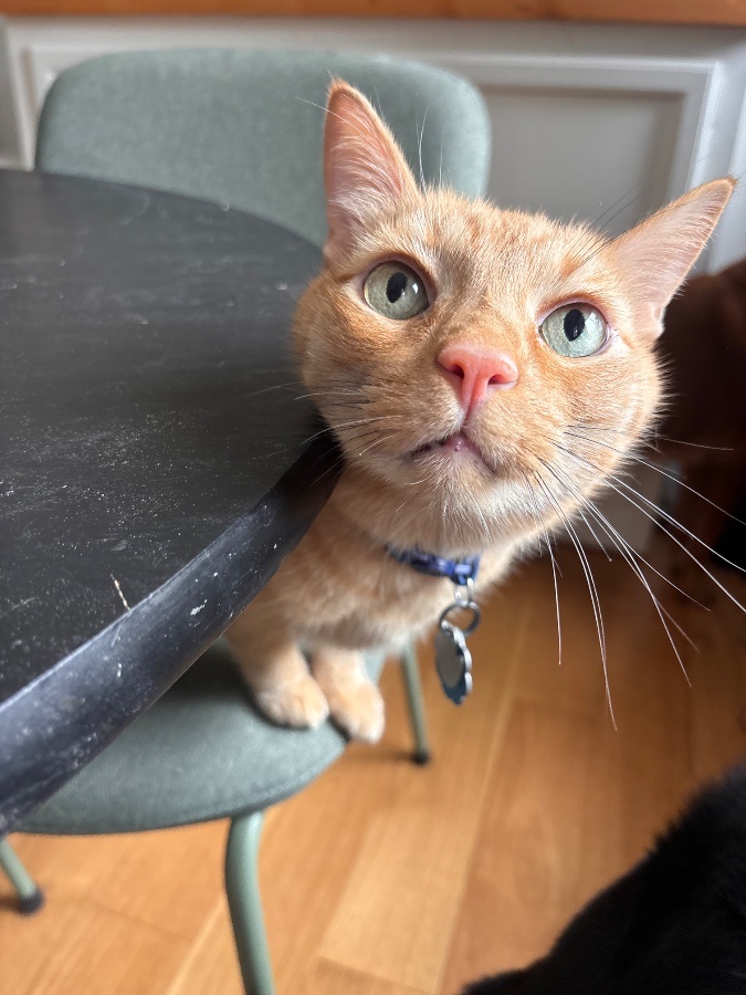 Houston Pet Sitters gallery 1