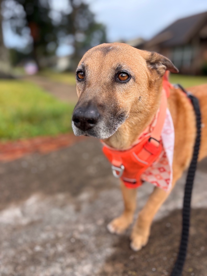 Houston Pet Sitters gallery 2