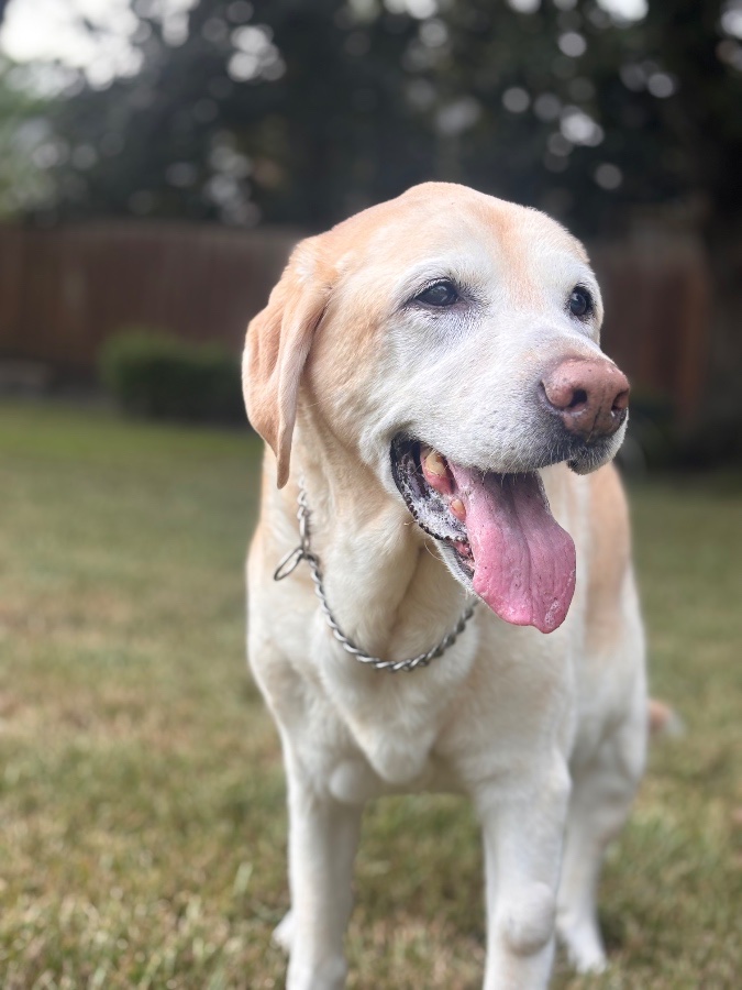 Houston Pet Sitters gallery 4