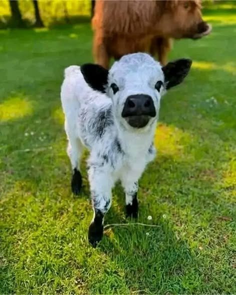 Mini Highland Cows gallery 1