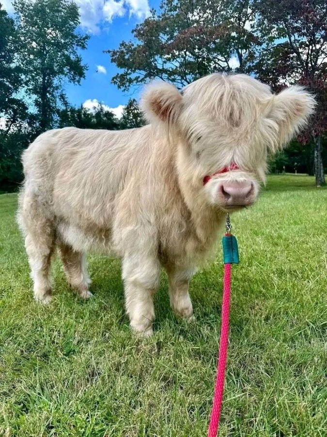 Mini Highland Cows gallery 2