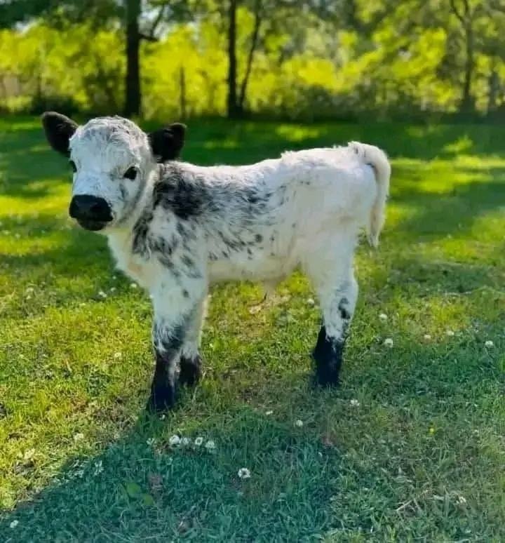 Mini Highland Cows gallery 3