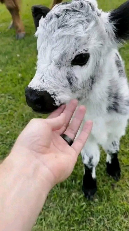 Mini Highland Cows gallery 4