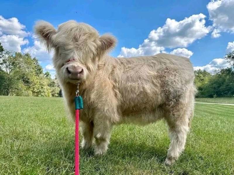 Mini Highland Cows logo