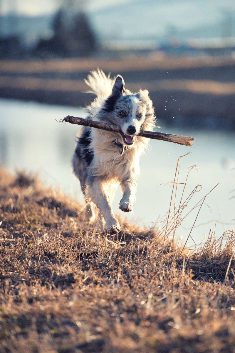 BarkSmart Dog Training