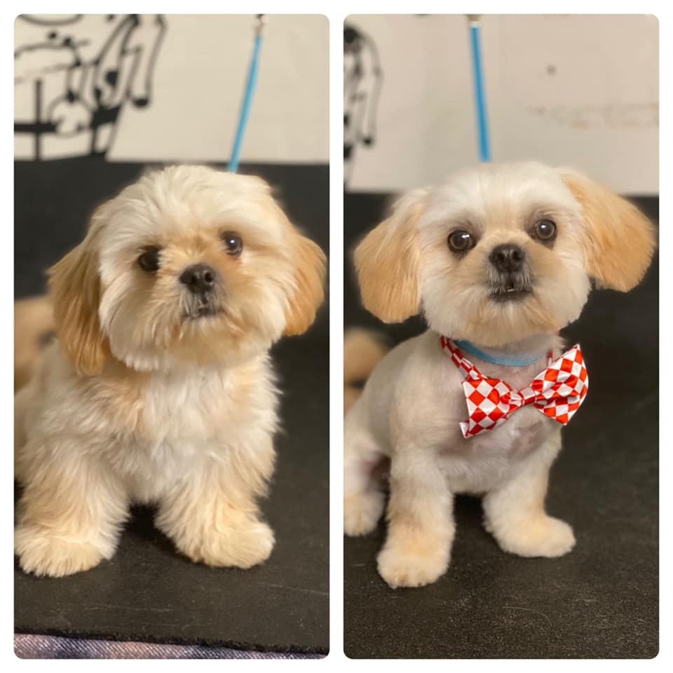 JessBest Dog Grooming