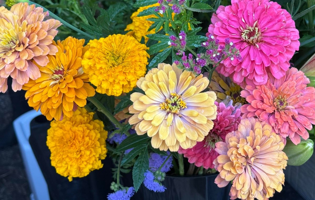 Blooms of Hope gallery 1