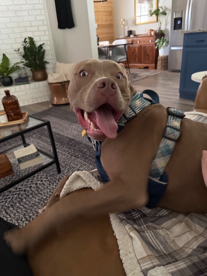 Snuggles and Strides Pet Concierge McKinney gallery 1