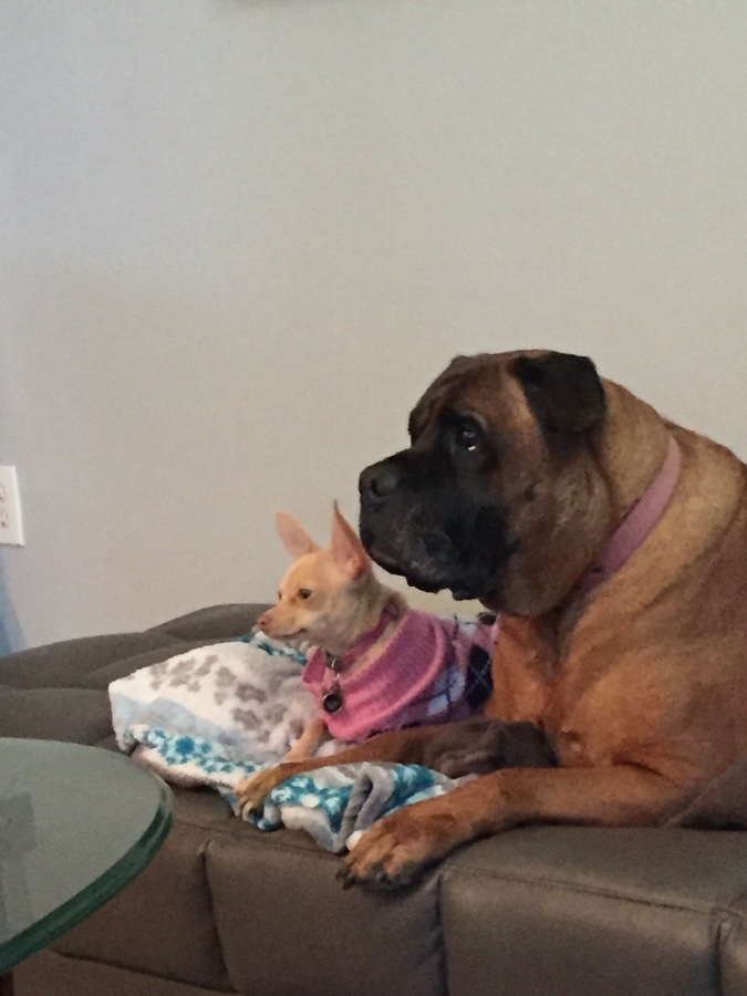 Snuggles and Strides Pet Concierge McKinney gallery 2