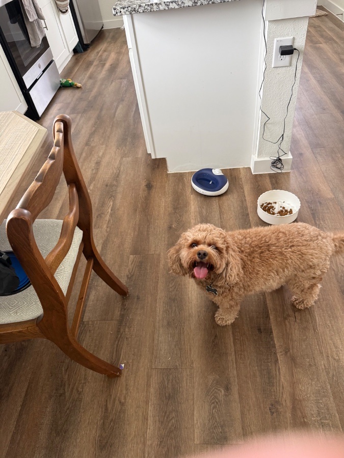 Snuggles and Strides Pet Concierge McKinney gallery 3