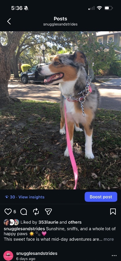 Snuggles and Strides Pet Concierge McKinney gallery 4