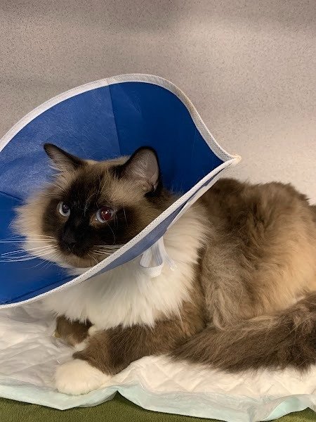 Frisco Emergency Pet Care gallery 2